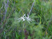 Florida Swamp-Lily